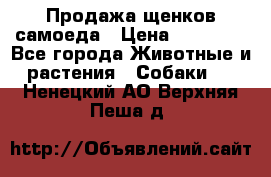 Продажа щенков самоеда › Цена ­ 40 000 - Все города Животные и растения » Собаки   . Ненецкий АО,Верхняя Пеша д.